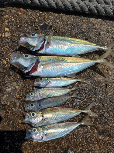 アジの釣果