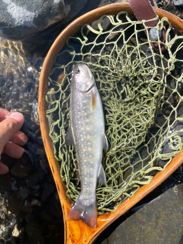 イワナの釣果