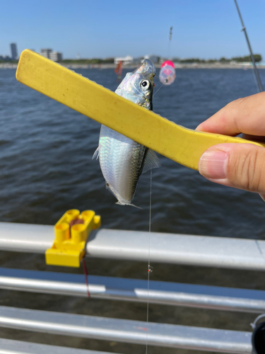 サッパの釣果