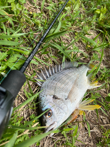 キビレの釣果