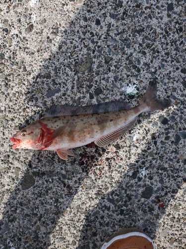 ホッケの釣果