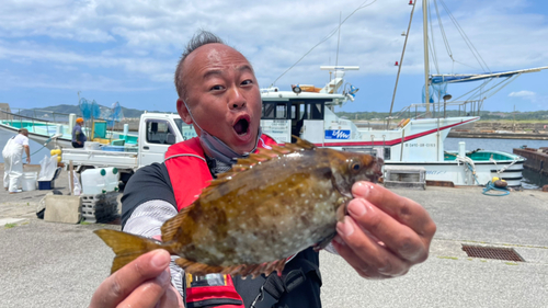 アイゴの釣果