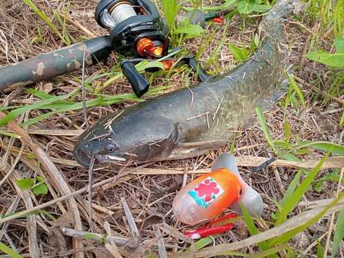 ナマズの釣果