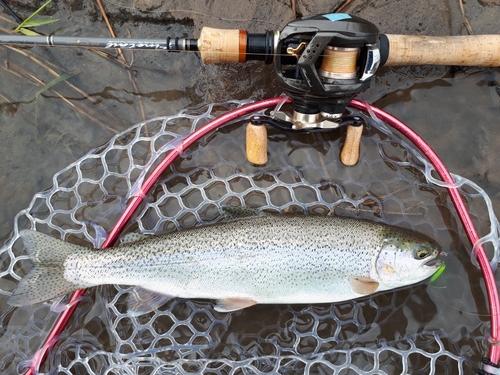 ニジマスの釣果