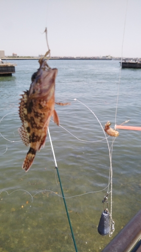 タケノコメバルの釣果