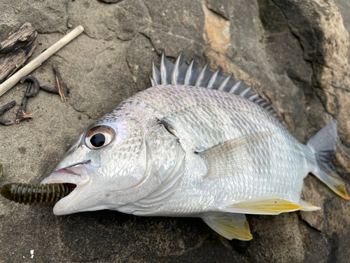 キビレの釣果