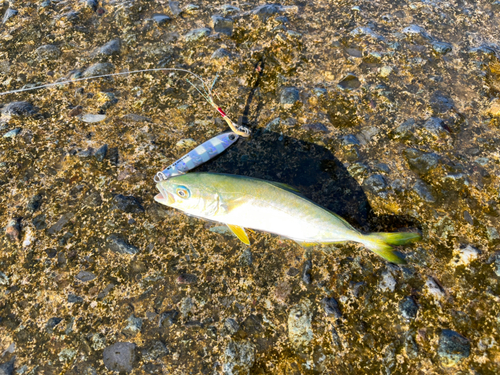 ワカシの釣果