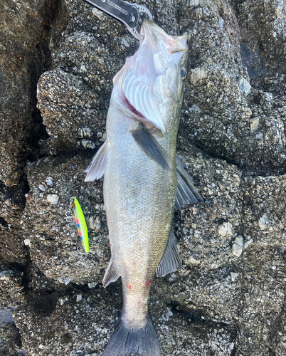 スズキの釣果