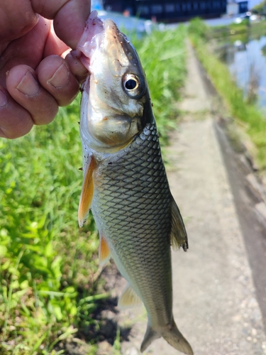 釣果