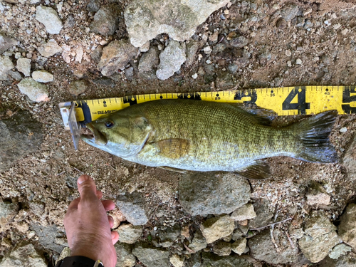 スモールマウスバスの釣果