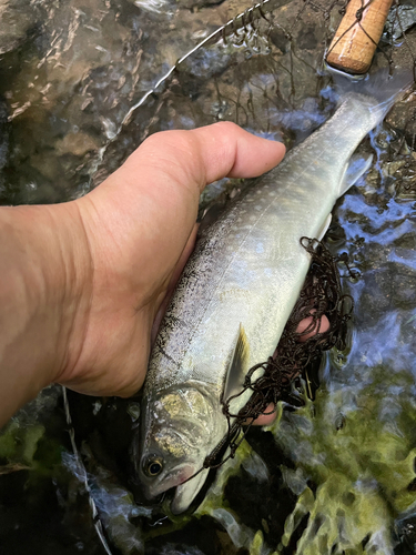 イワナの釣果