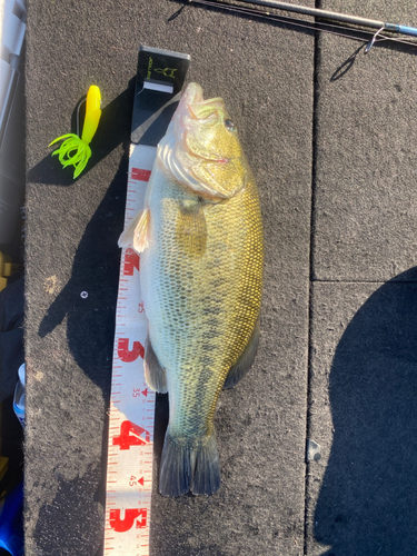 ブラックバスの釣果