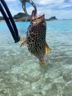 イシミーバイの釣果