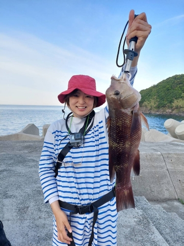 カンダイの釣果