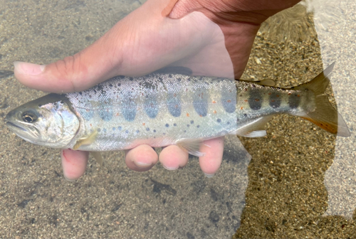 アマゴの釣果