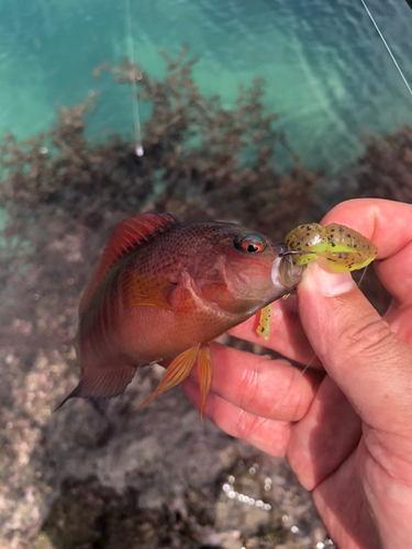 メギスの釣果