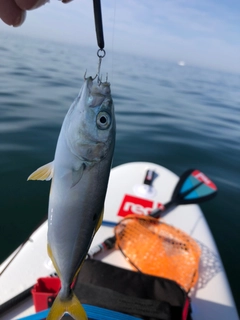 ワカシの釣果