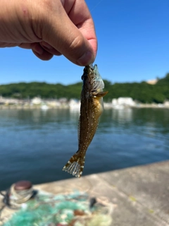 アナハゼの釣果