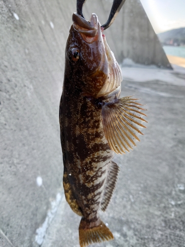 アイナメの釣果