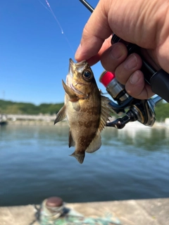 シロメバルの釣果