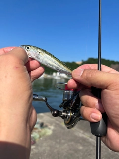 サバの釣果