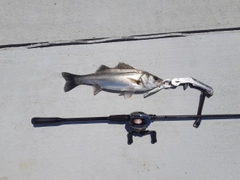 スズキの釣果