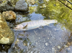 イワナの釣果