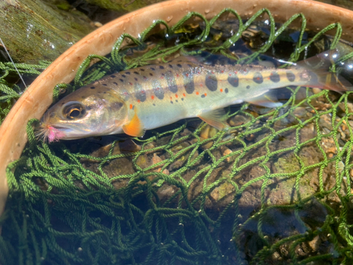 アマゴの釣果