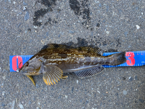 アイナメの釣果