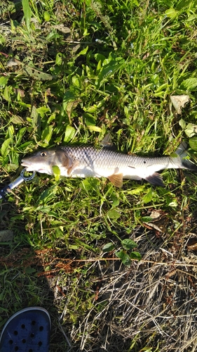 ニゴイの釣果