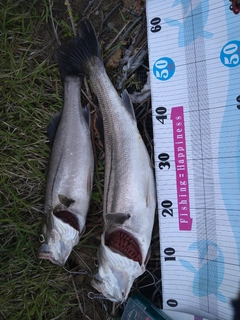 シーバスの釣果