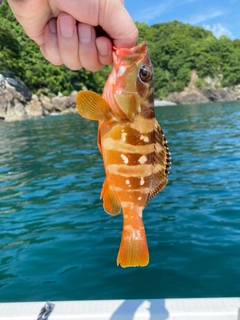 アカハタの釣果