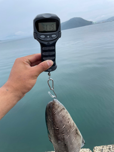 モンゴウイカの釣果