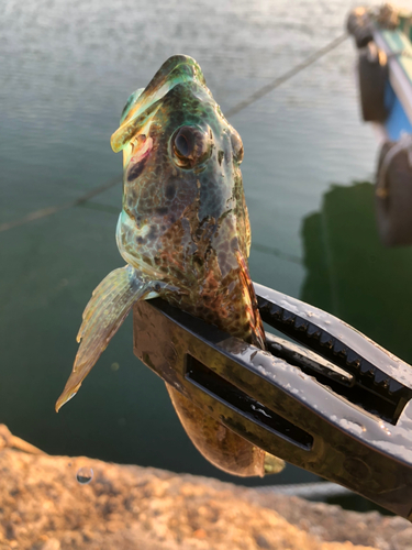 アナハゼの釣果