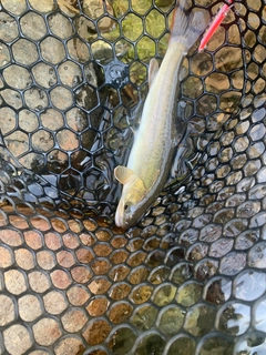 イワナの釣果