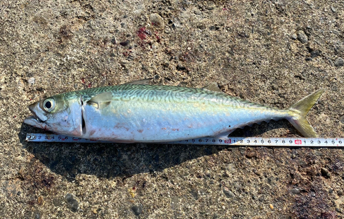 サバの釣果