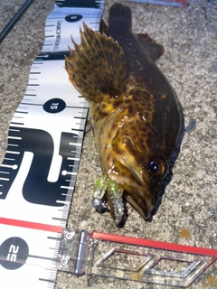 タケノコメバルの釣果