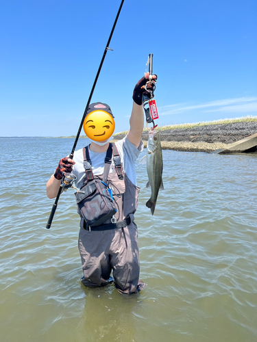 フッコ（マルスズキ）の釣果