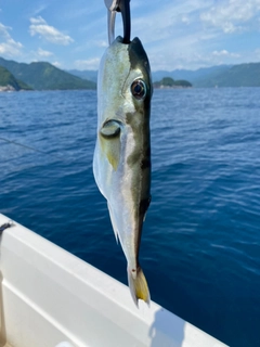 シロサバフグの釣果