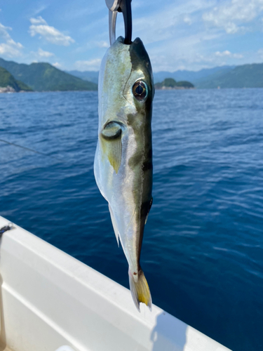 シロサバフグの釣果