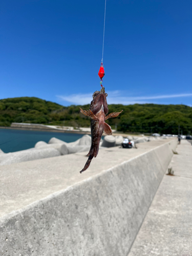 ガシラの釣果