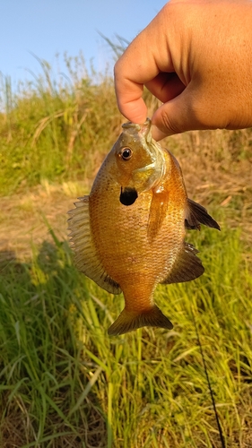 ブルーギルの釣果