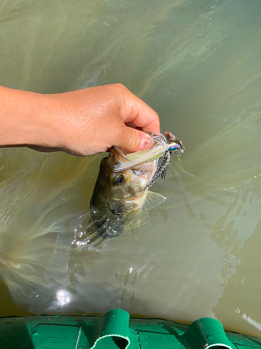 ラージマウスバスの釣果