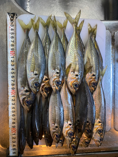 アジの釣果