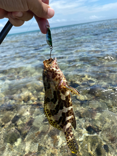 オオモンハタの釣果