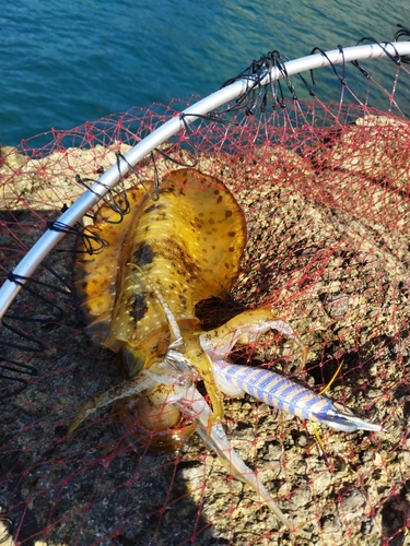 アオリイカの釣果