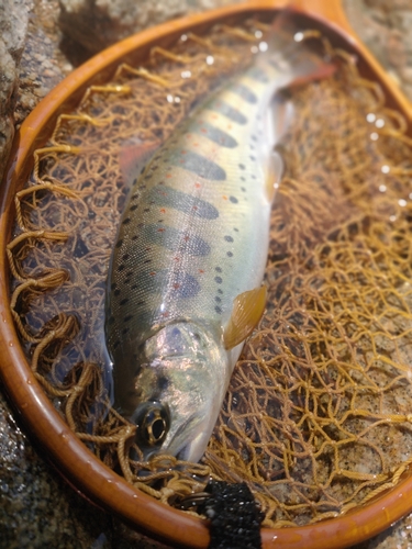 アマゴの釣果