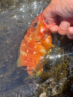 アカハタの釣果