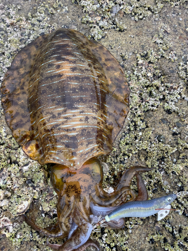 アオリイカの釣果