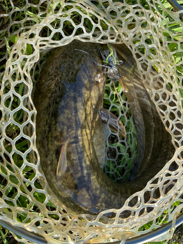 ナマズの釣果